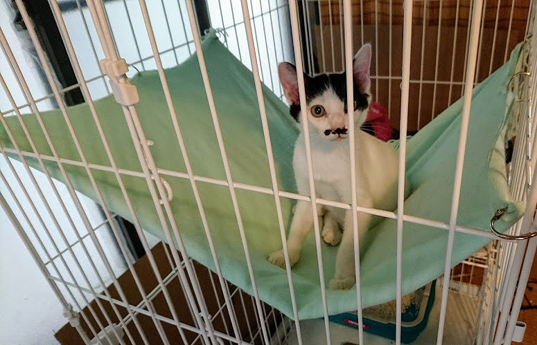 最良の選択 猫 ハンモック 手作り 100均 100 で最高の画像