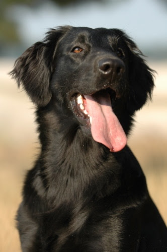 He makes an excellent jogging companion once he reaches physical maturity. Flat Coated Retriever Hunderasse Hunde Ratgeber