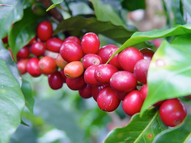 Coffee grows in more than 80. Where Do Coffee Beans Come From Toomers Coffee Roasters Family Owned In Alabama Shop Local