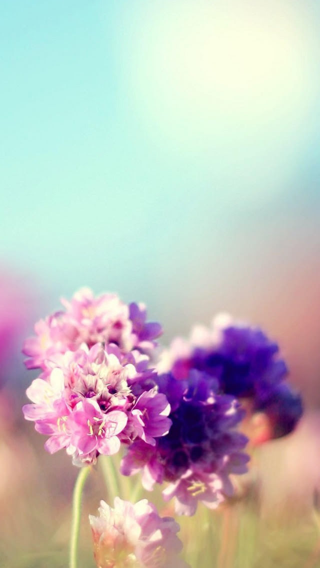 すべての美しい花の画像 トップ100ピンク 花 壁紙 シンプル