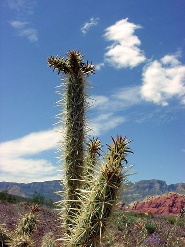 Pour me defendre de leurs cactus a mon tour j'ai mis des cactus find more lyrics at ※ mojim.com dans mon lit, j'ai mis des cactus dans mon slip, j'ai. 313 Attention Cactus Le Blog De Papycousteau