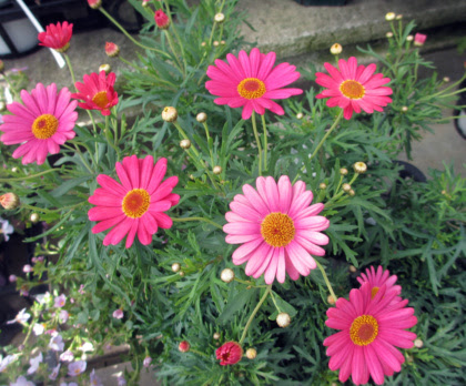 これまでで最高のマーガレット 花 種類 最高の花の画像