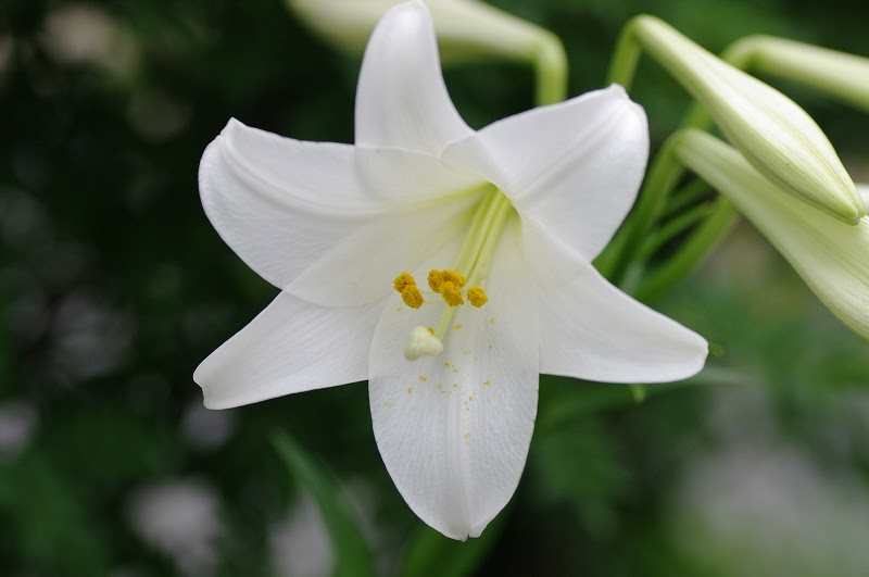 これまでで最高のユリ 画像 花 すべての美しい花の画像