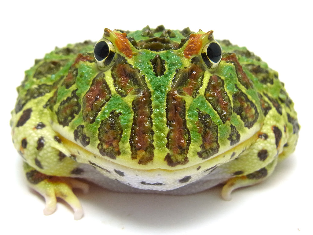 ぜいたくベルツノガエル 繁殖 最高の花の画像