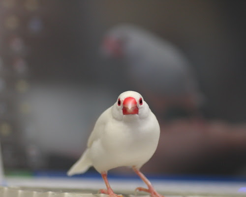 ベスト50 文鳥 壁紙 最高の花の画像