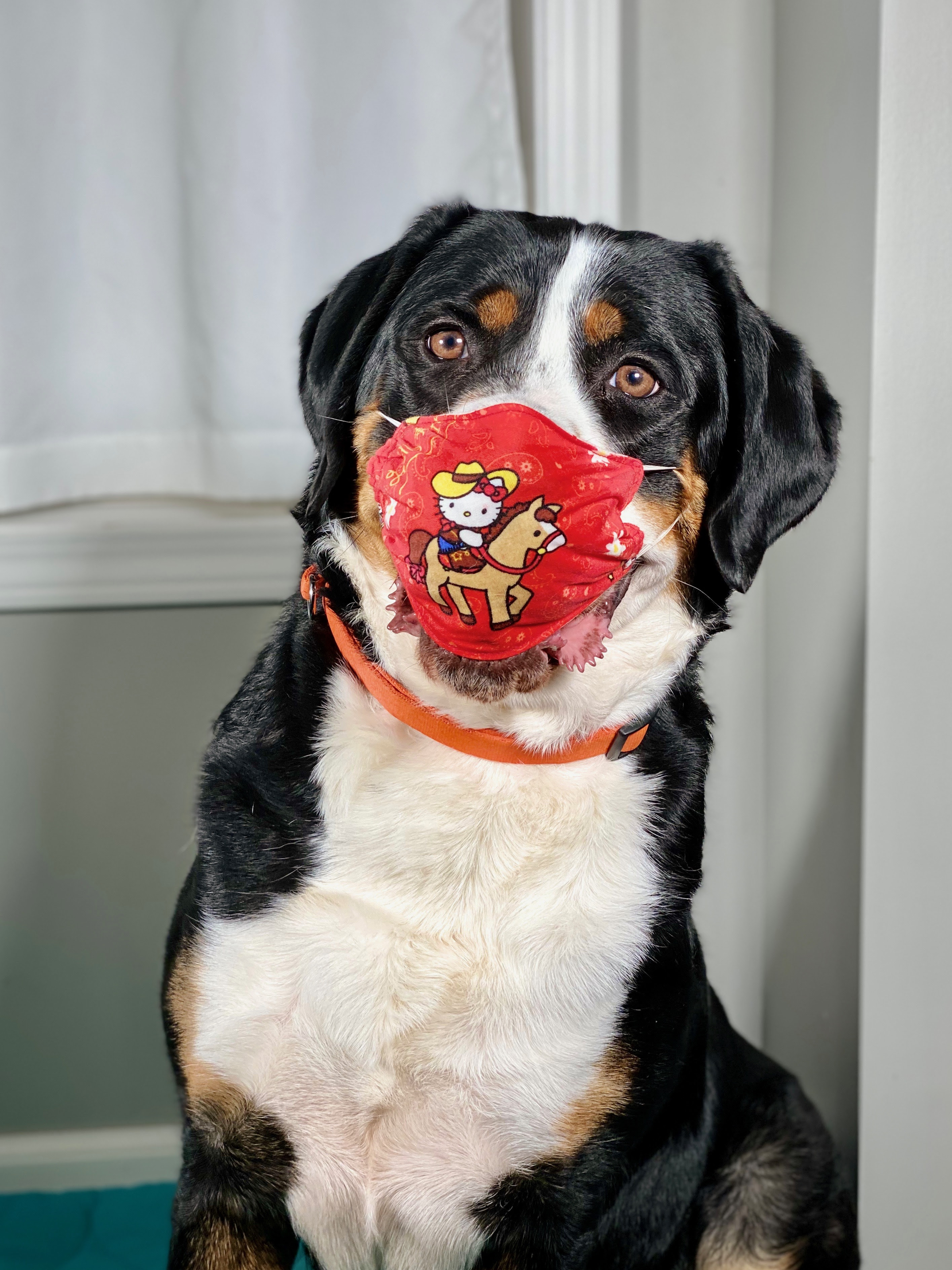 Dogs deceased before january 1st of 2008 and dogs born on or after january 1, 2013 are not eligible for inclusion in this study. Roman Reign Greater Swiss Mountain Dogs And Lowchens Working Heritage Devoted Hearts Minneapolis Mn