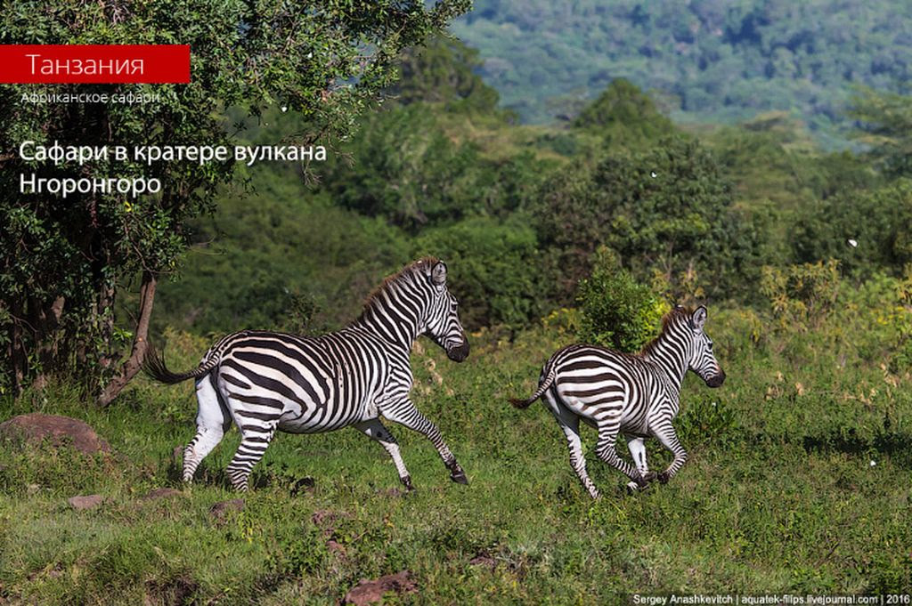 Сафари в кратере вулкана Нгоронгоро