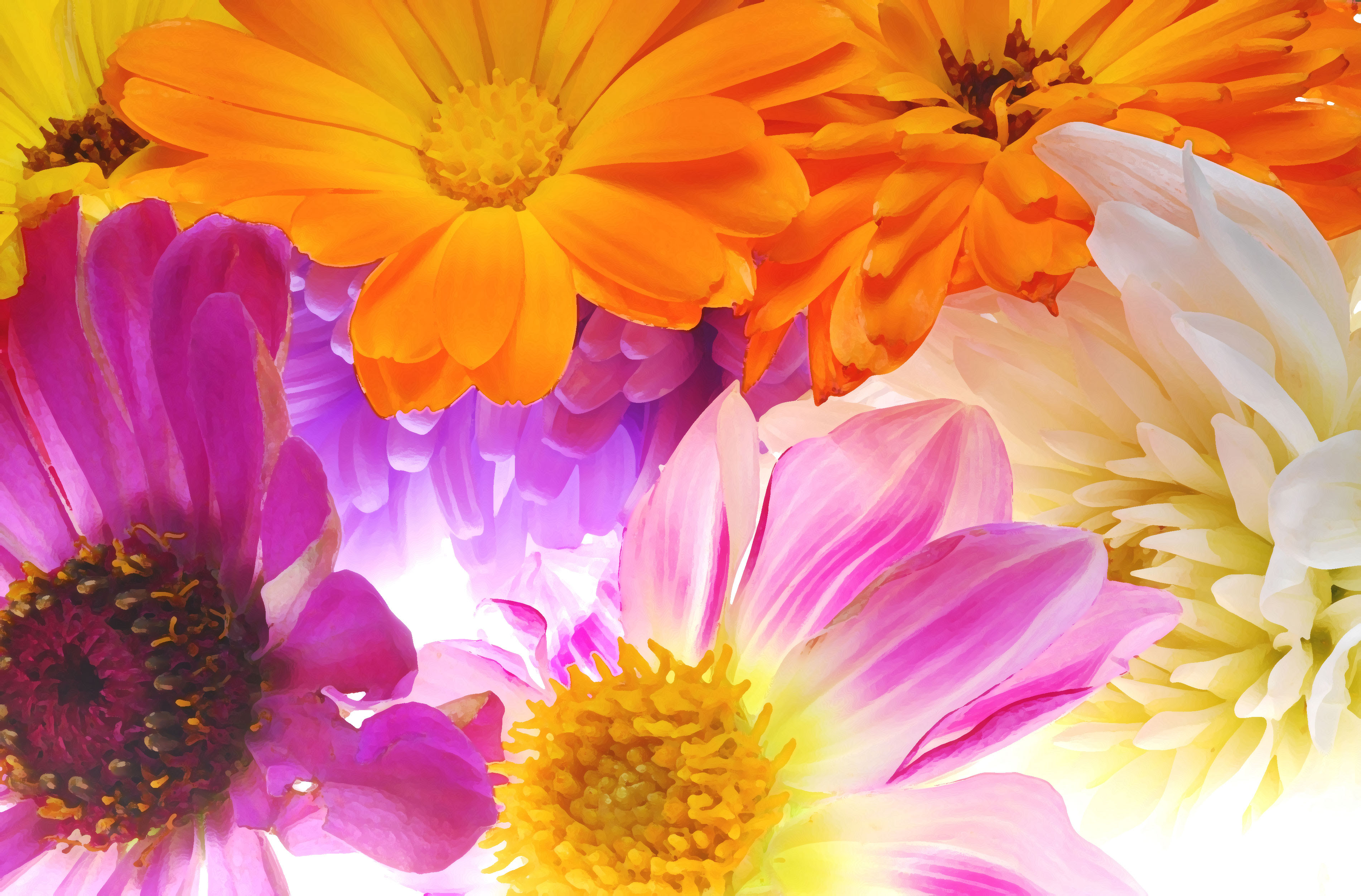 美しい花の画像 最高カラフル 花 画像