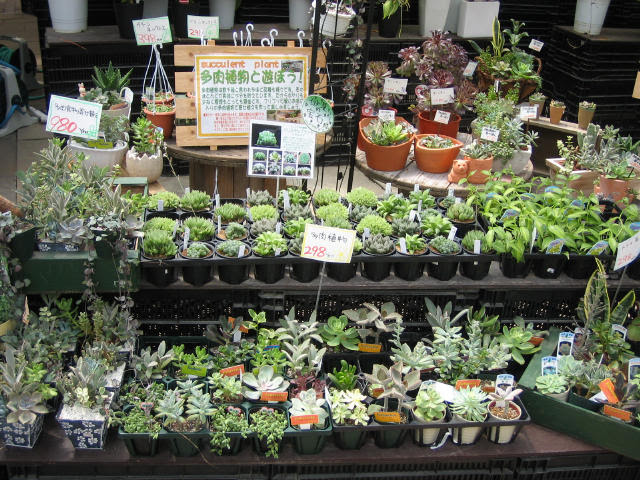 すべての美しい花の画像 50 素晴らしい熊本 多肉 植物 販売
