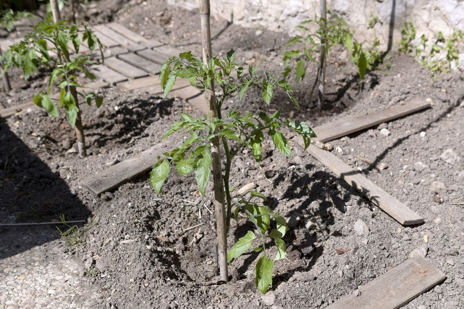 Jardin : ce qu’il faut faire au potager avant l’été