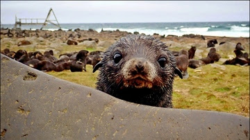 Northern fur seal