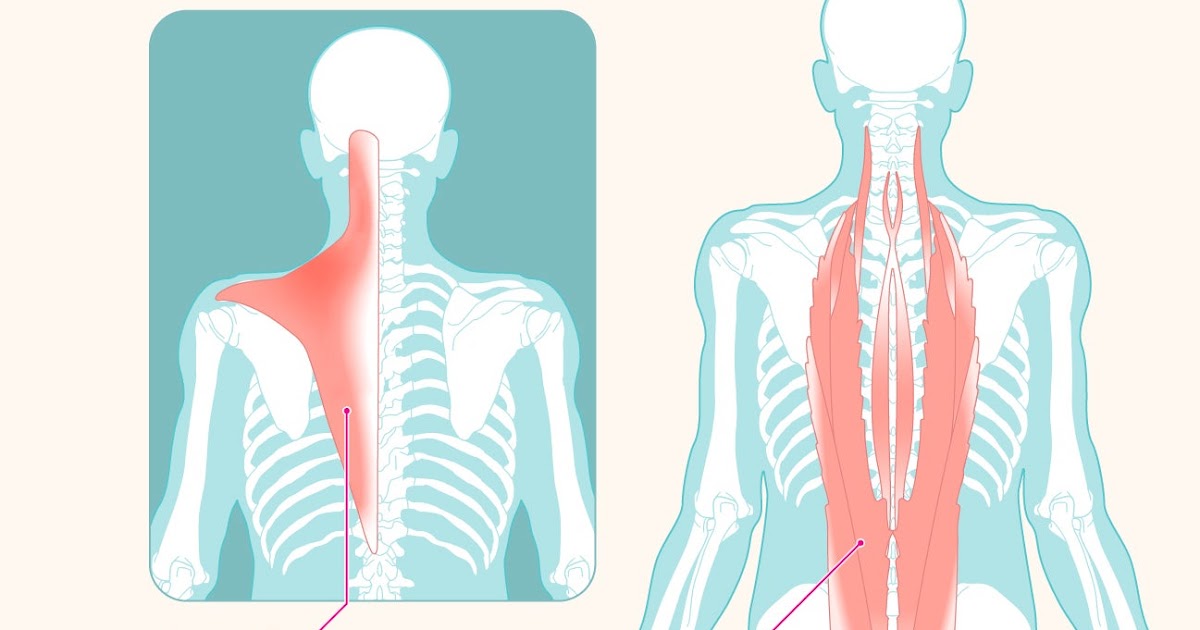 Anatomical Name Of Lower Back Muscles : Back Muscles ...