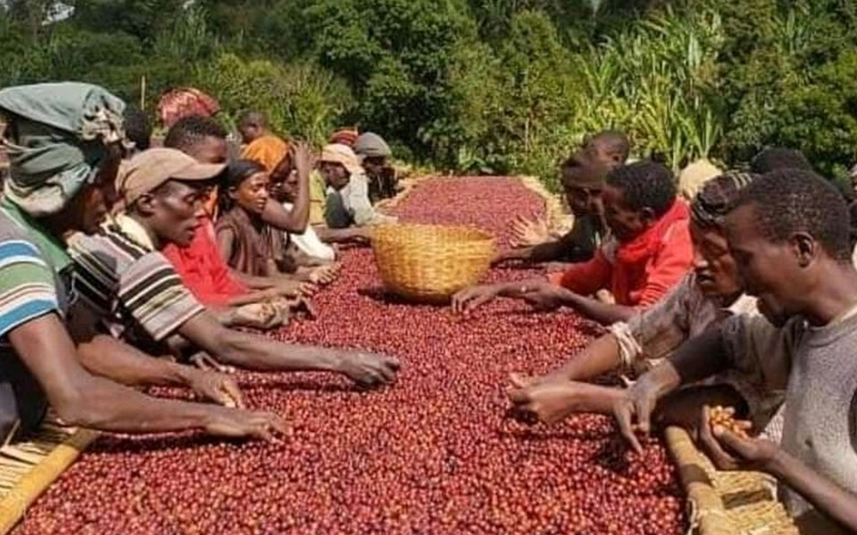 The uganda coffee development authority is a government agency mandated to promote and oversee the coffee industry by supporting research,. Our Story Drink Uganda Coffee