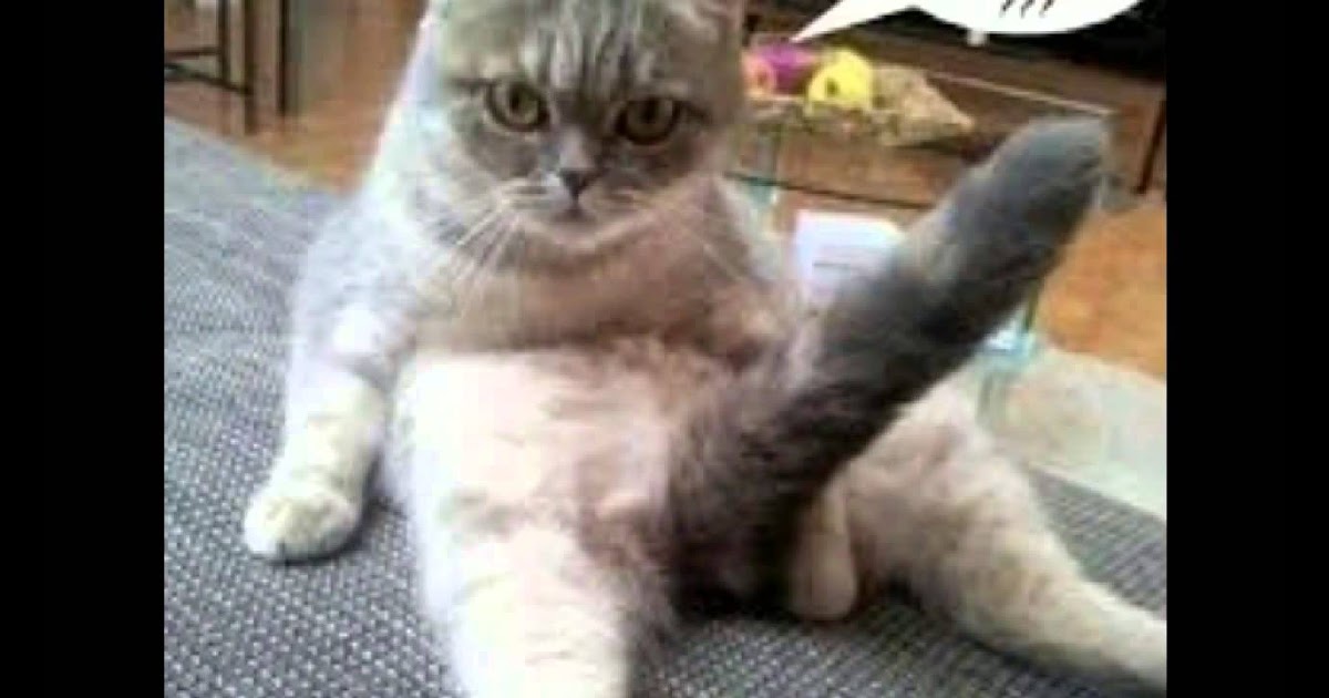 Blague Carambar Sur Les Chats Moon
