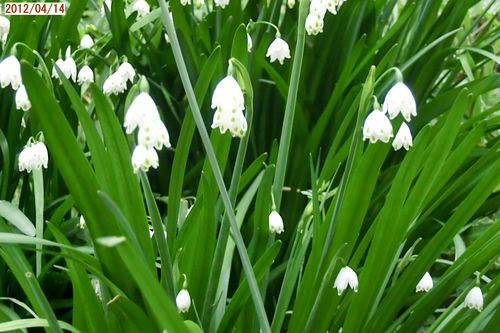 すべての美しい花の画像 綺麗なすずらん 似 てる 花