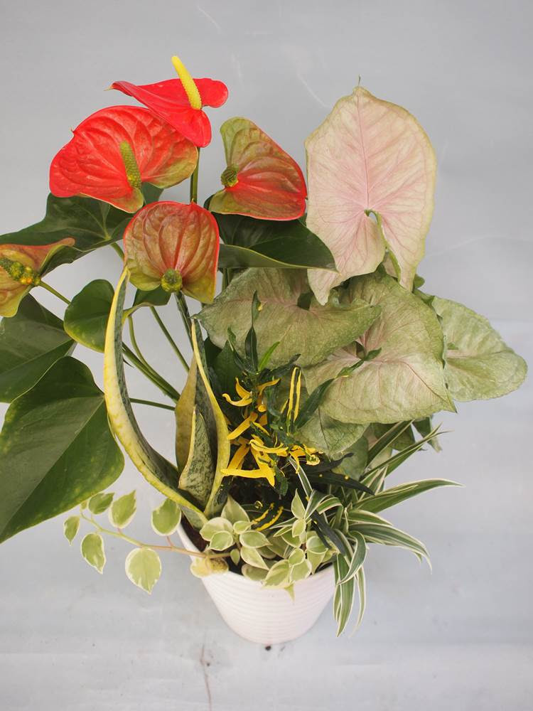 ラブリーシンゴニウム 花 言葉 すべての美しい花の画像