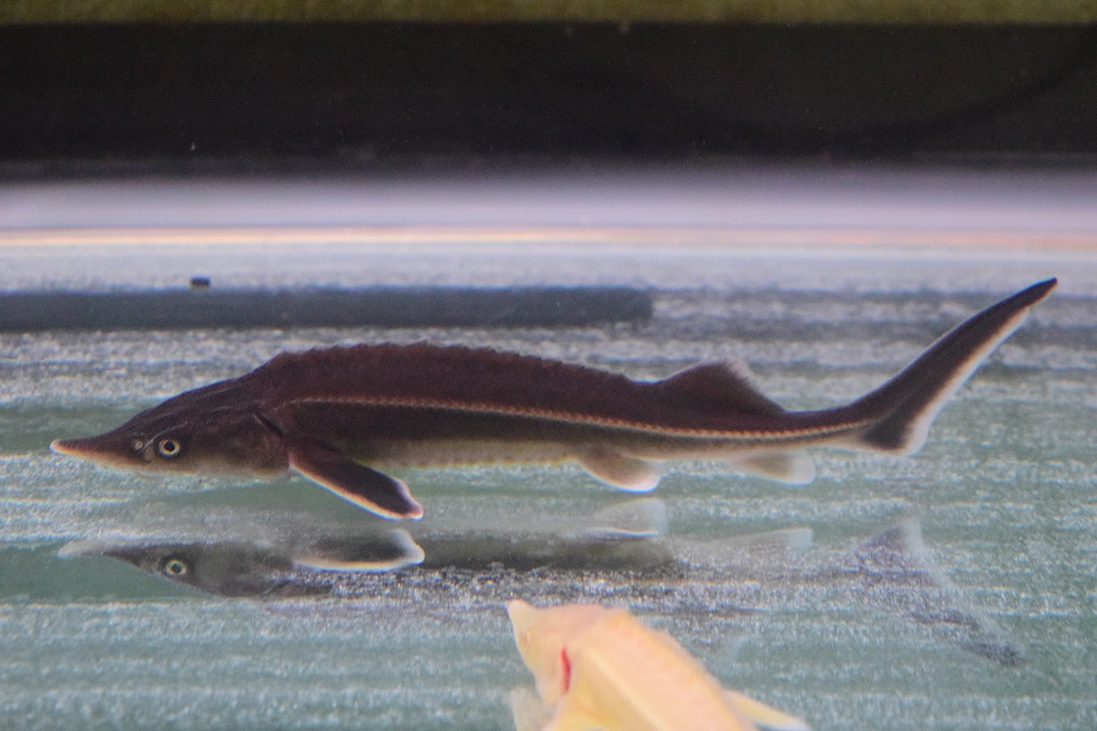 これまでで最高の古代魚飼育小型 すべての魚の画像