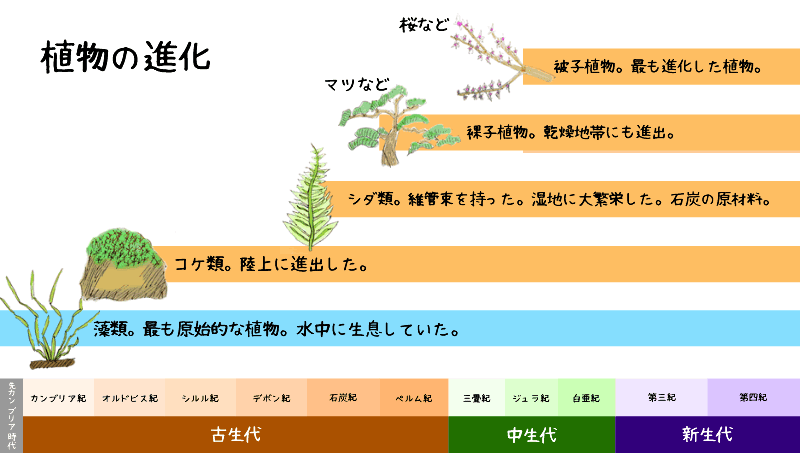 人間 進化 過程 イラスト 写真素材 フォトライブラリー