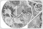 Researchers Investigate Life of Magnetic Nanoparticles Within Cells