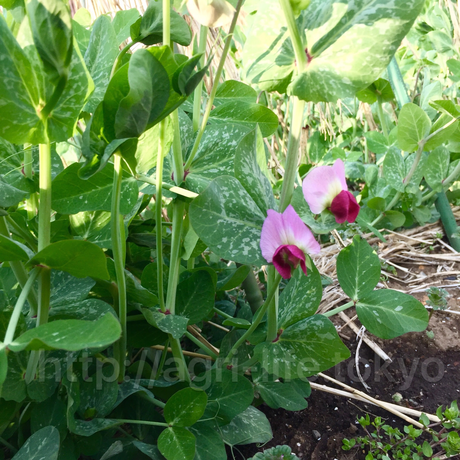 すべての美しい花の画像 100 Epic Best花 エンドウ