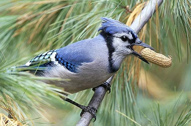 Feeding Birds Peanuts In The Backyard