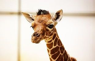Baby giraffe Khari