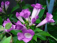 すべての美しい花の画像 75 カズラ 花 言葉