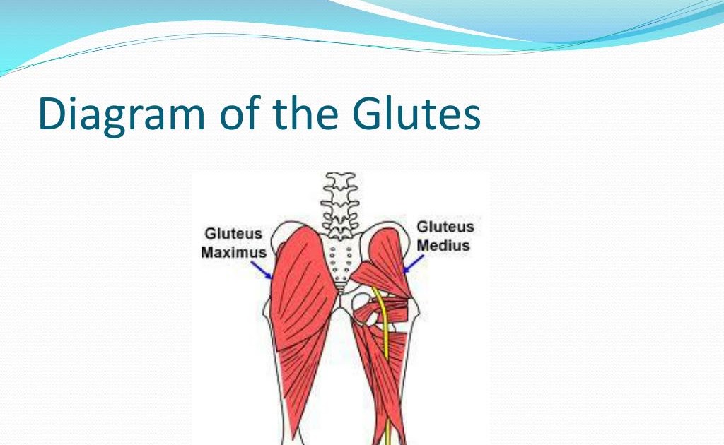 Glutes Diagram 1 The Gluteal Muscles Often Called Glutes Are A Group Of Three Muscles Which Make Up The Gluteal Region Commonly Known As The Buttocks Genevie Bernardino