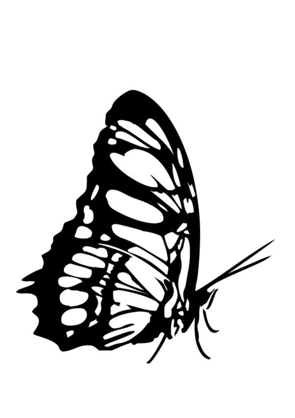 luthfiannisahay: Black Swallowtail Butterfly Coloring Page