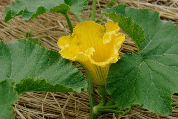 カボチャ 花 言葉 25 おもちゃ かぼちゃ 花 言葉