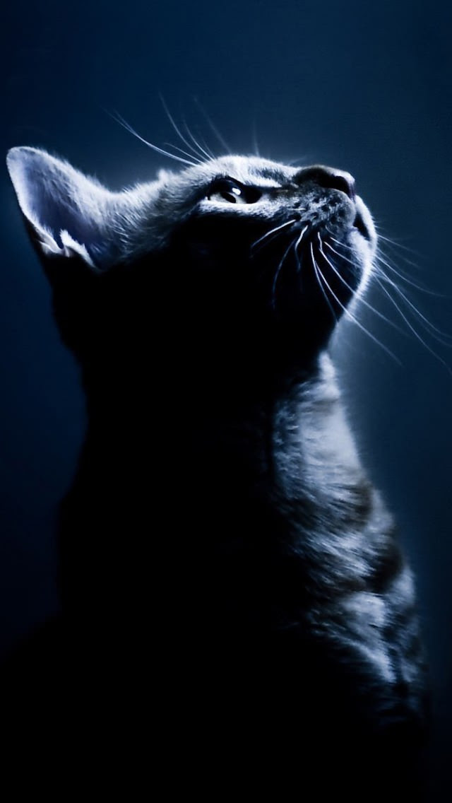 99以上 かっこいい 猫 壁紙 おしゃれ 新しい壁紙明けましておめでとうございます21