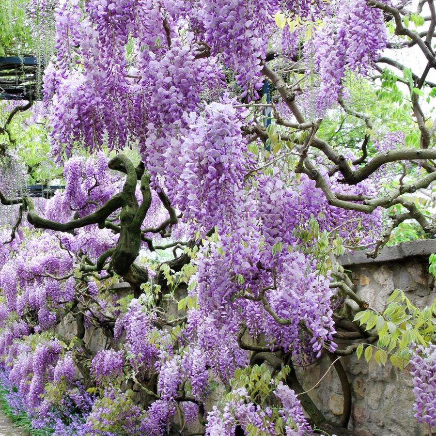 25% off promo codes wisteria april 2021. Van Zyverden Wisteria Bulbs In The Plant Bulbs Department At Lowes Com