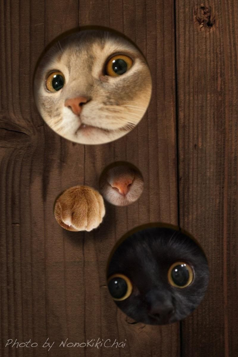 ラブリースマホ 猫 壁紙 アニメ画像