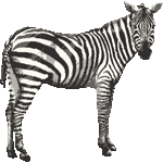 すべての動物の画像 ぜいたくシマウマ イラスト リアル