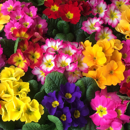 すべての美しい花の画像 ぜいたく冬 花 植える