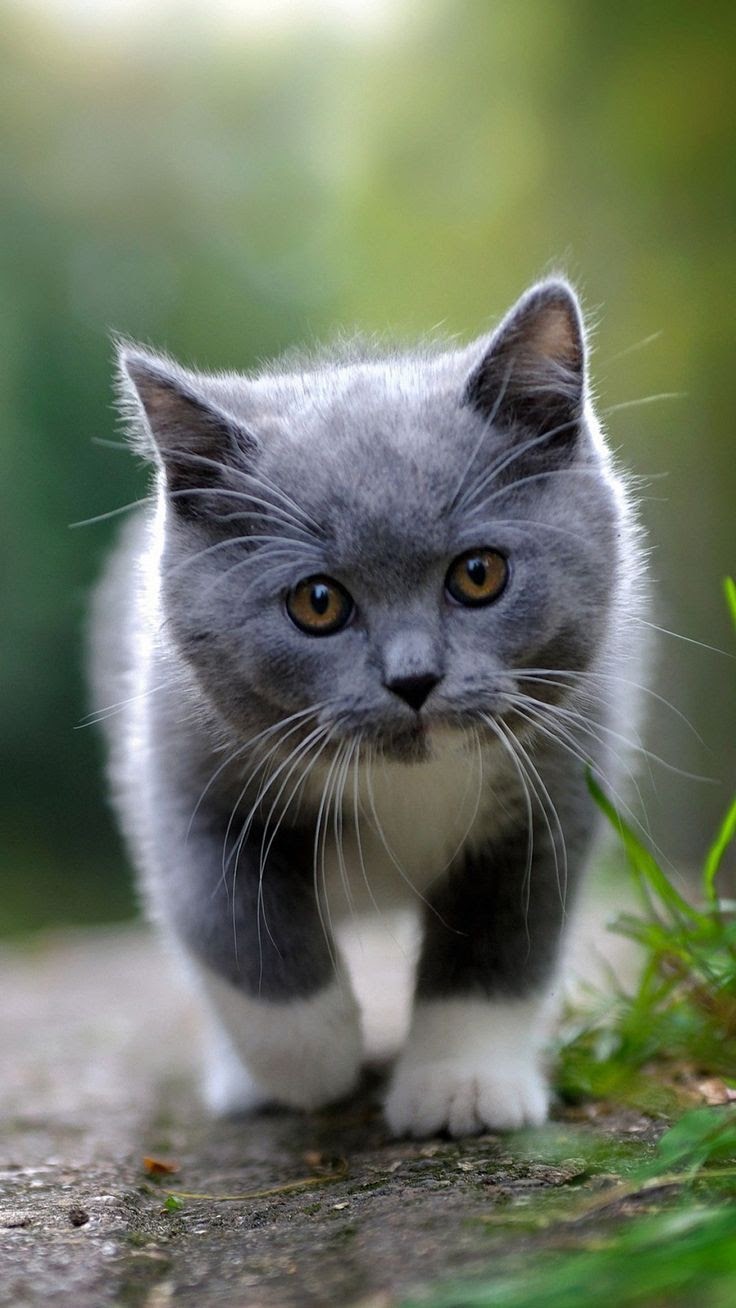 It S Meme Cats