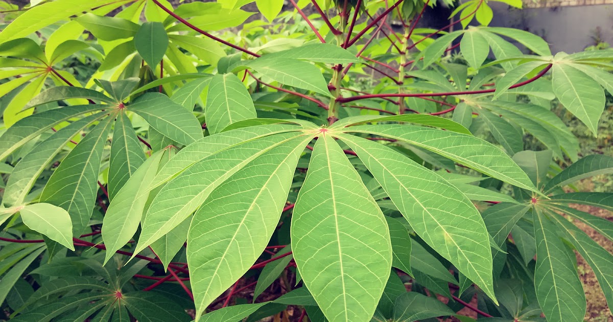 Pohon Singkong Ubi atau Ketela atau Cassava Dalam Bahasa 