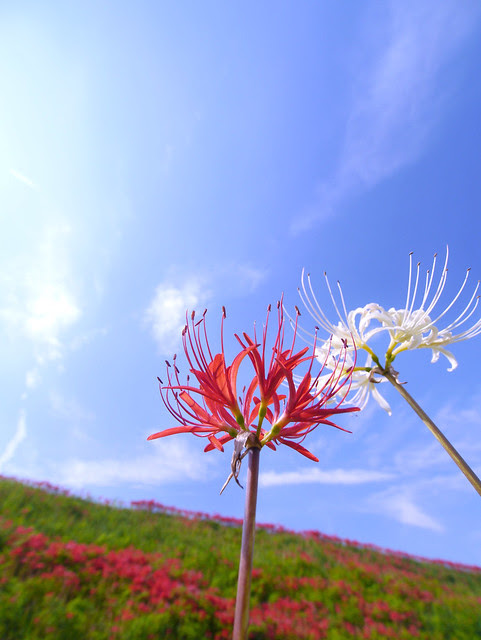 50 素晴らしいリコリス 花 画像 すべての美しい花の画像