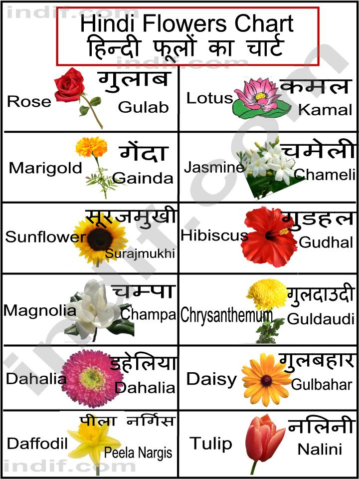 Here are some easy tips on finding the one other type of flower that has symbolic meaning regarding rebirth is the daffodil. Hindi Flowers Chart à¤¹ à¤¨ à¤¦ à¤« à¤² à¤• à¤š à¤° à¤Ÿ Basic Flowers From India