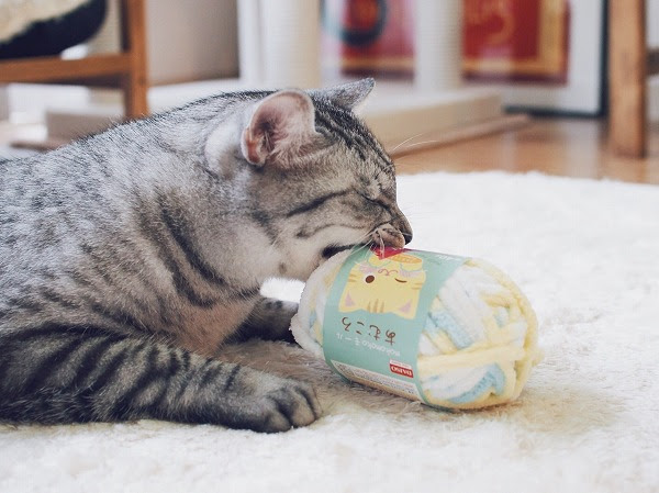 私は本当にそれが好きです 猫 おもちゃ 手作り 毛糸 100 で最高の画像