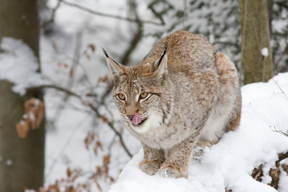 Winterbilder Tiere Als Hintergrundbild / Winterbilder ...