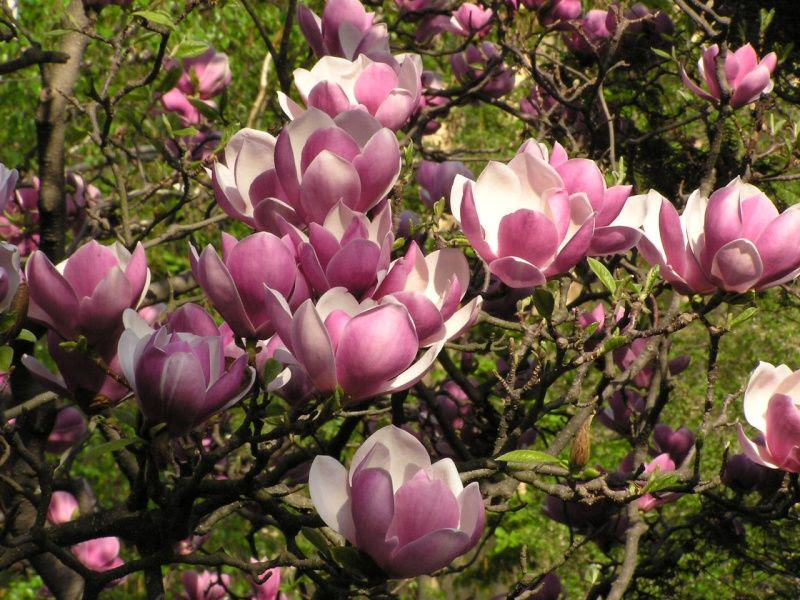 File:Magnolia x soulangeana.jpg