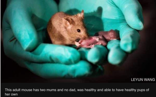 Mice produced form same sex parents prove the technical possibility of crossing the barriers of biiparental reproduction in mammals.