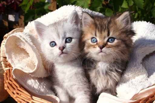 Jolie Carte Anniversaire Chat Deja Allena