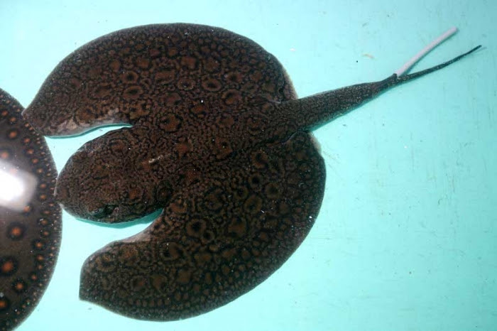 最高かつ最も包括的な淡水エイ 小型 最高の花の画像