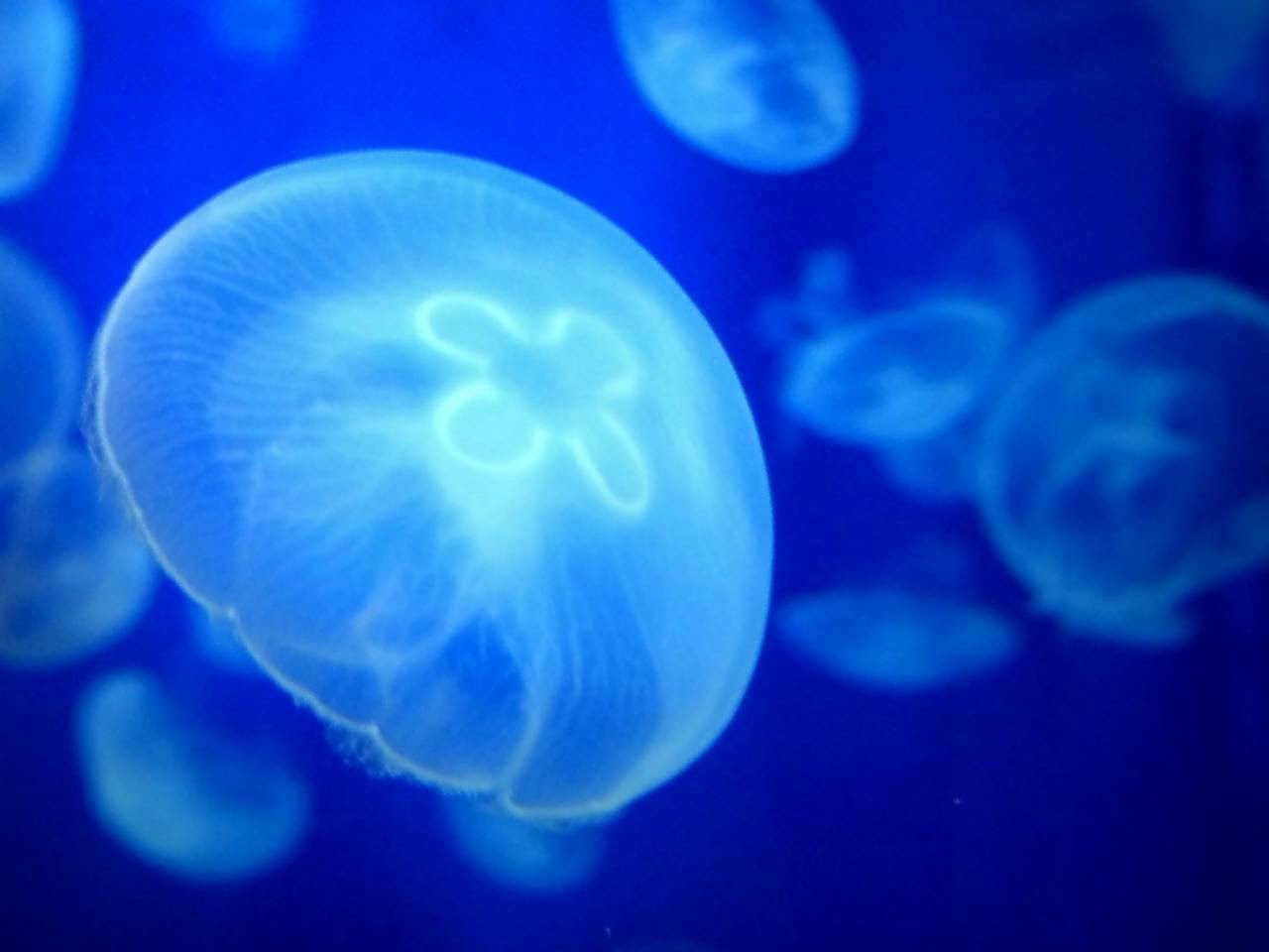 Hd限定クラゲ 壁紙 Iphone 高画質 最高の花の画像