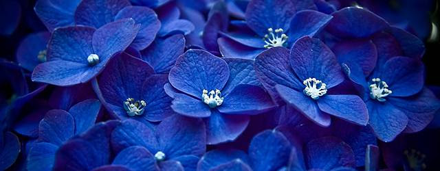 75 Iphone6 紫陽花 壁紙 最高の花の画像