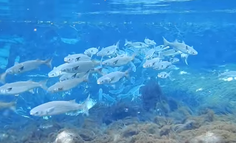 Striped mullet