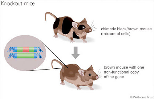 Although both have altered genomes, a transgenic organism is a. Bil 250 Lecture 10