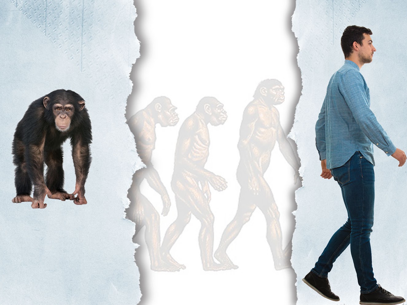 Separate Studies Converge on Human-Chimp DNA Dissimilarity